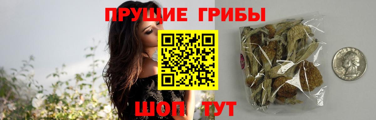 наркота  Галлюциногенные грибы Psilocybine cubensis  Вход с VPN  Красноармейск 